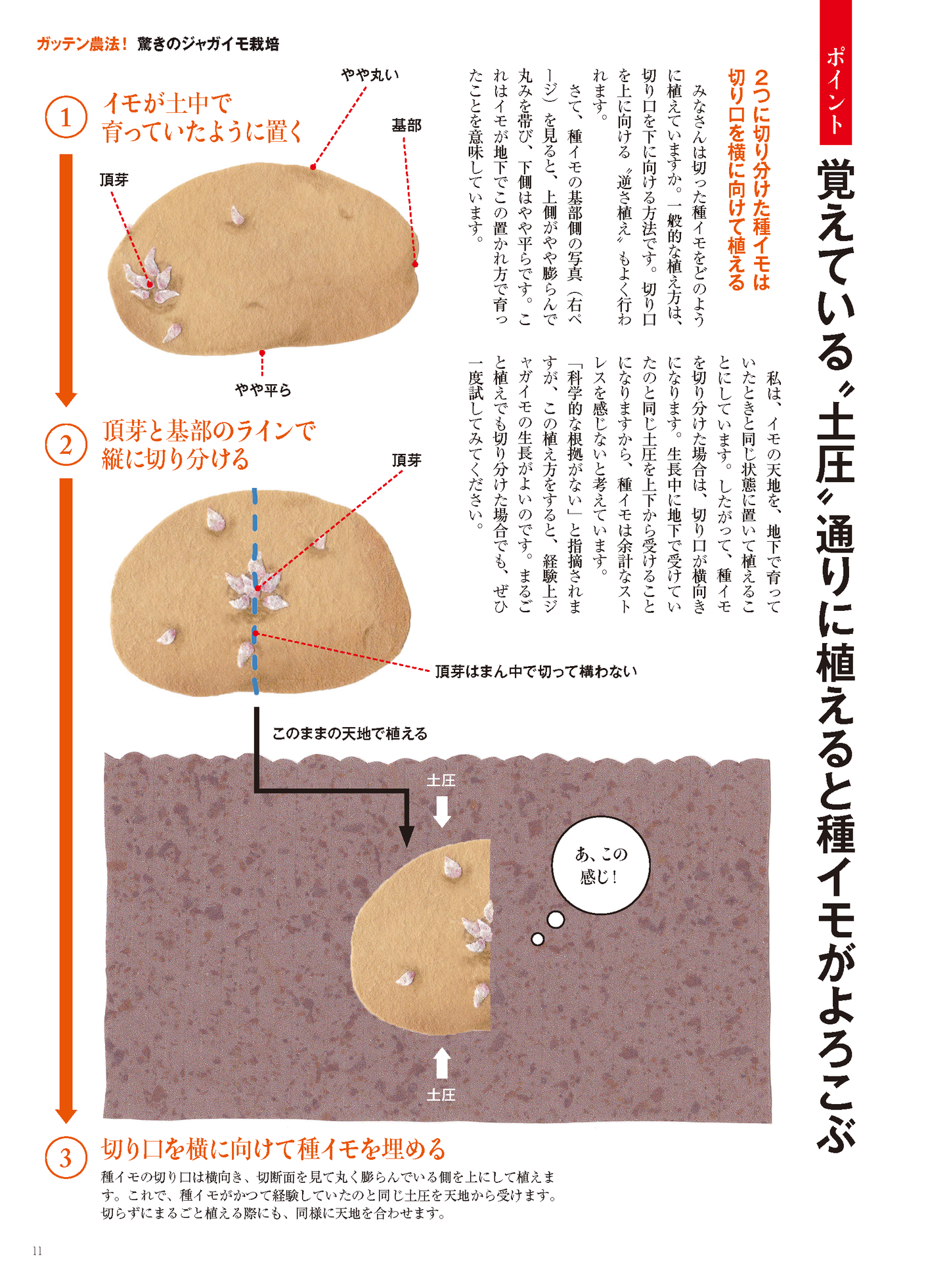 【書籍】野菜だより2023年1月新春号(112301)