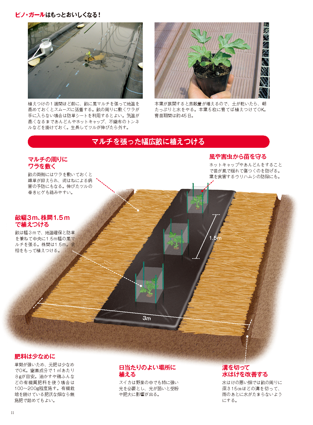 【電子版】野菜だより2024年1月新春号(112401)