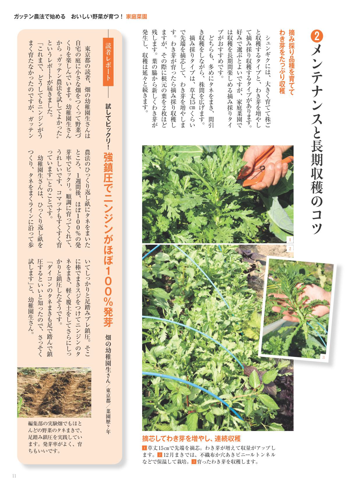 【書籍】野菜だより2025年11月冬号(112511)