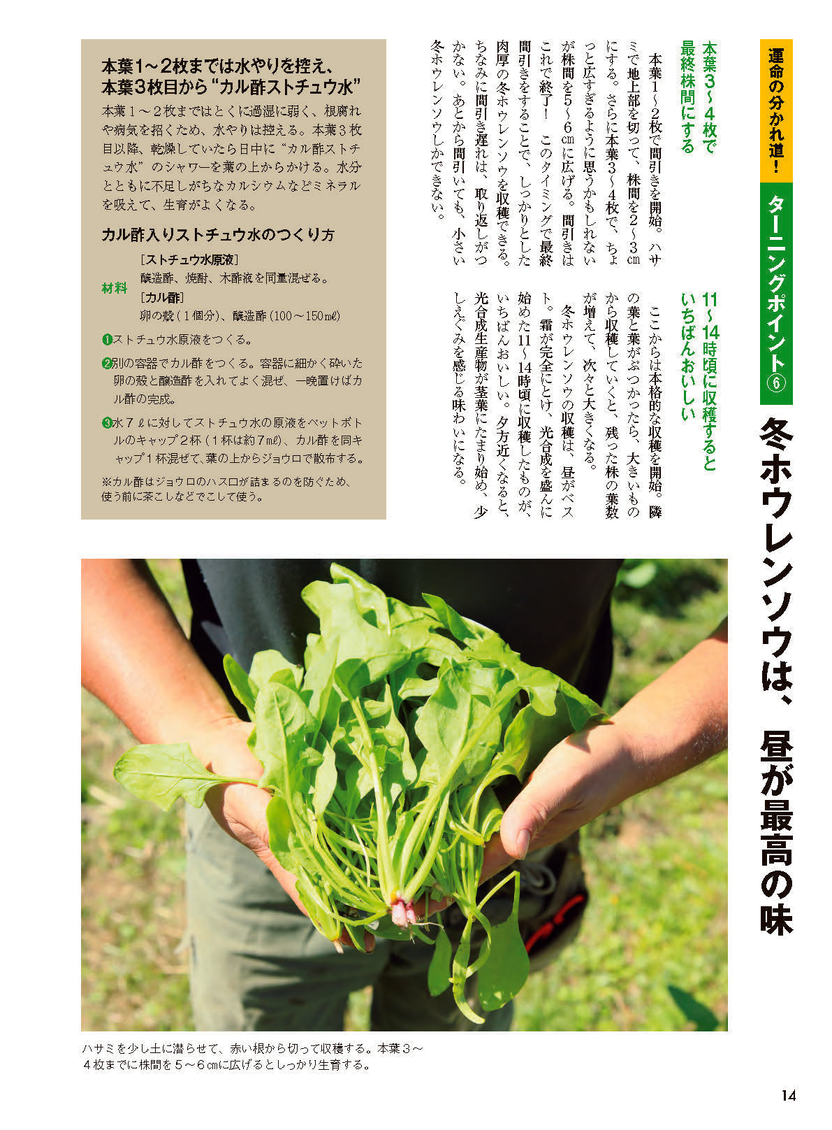 【書籍】野菜だより2026年11月冬号(112611)