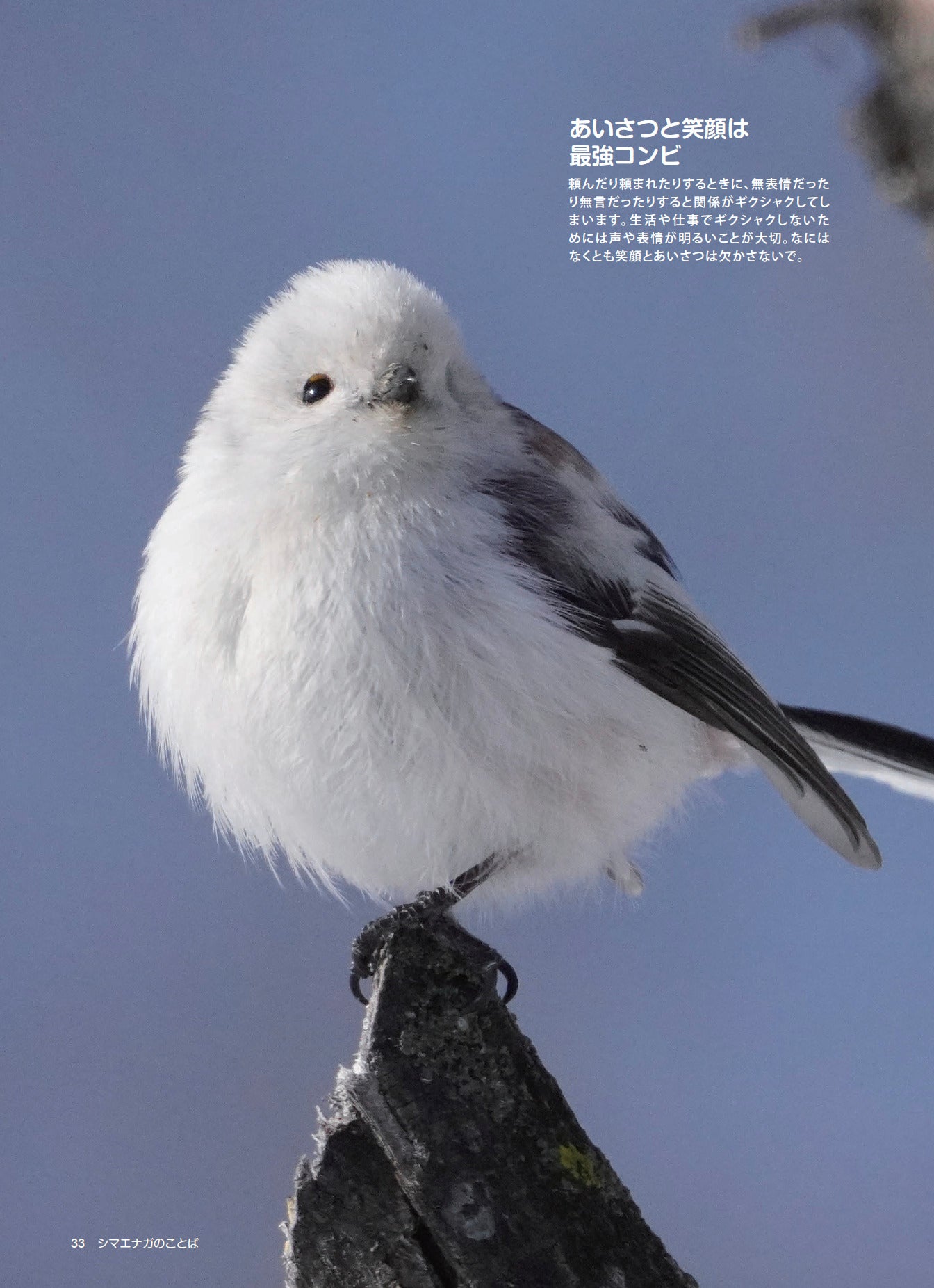 【書籍】心が軽くなる シマエナガのことば(M1913)