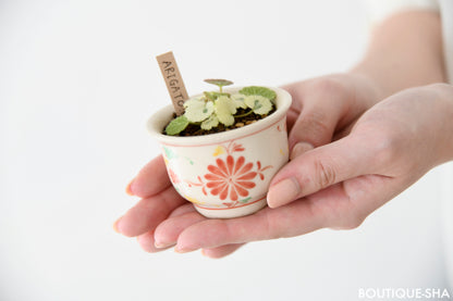 【書籍】カジュアルに楽しむ手のひら盆栽(M1543)