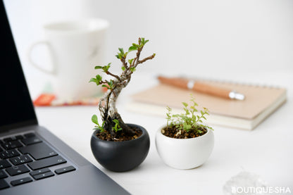 【書籍】カジュアルに楽しむ手のひら盆栽(M1543)