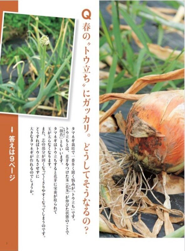【書籍】野菜だより2024年9月秋号(112409)