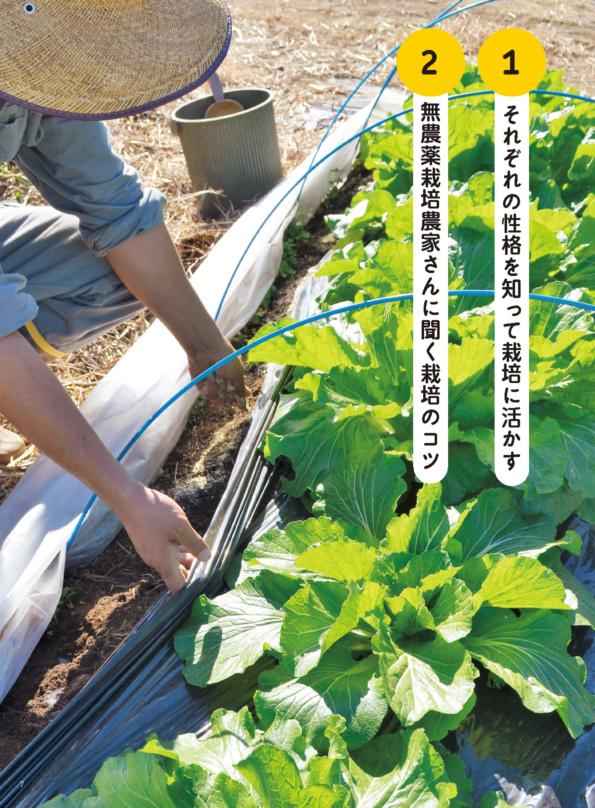 【電子版】野菜だより2022年7月夏号(112207)
