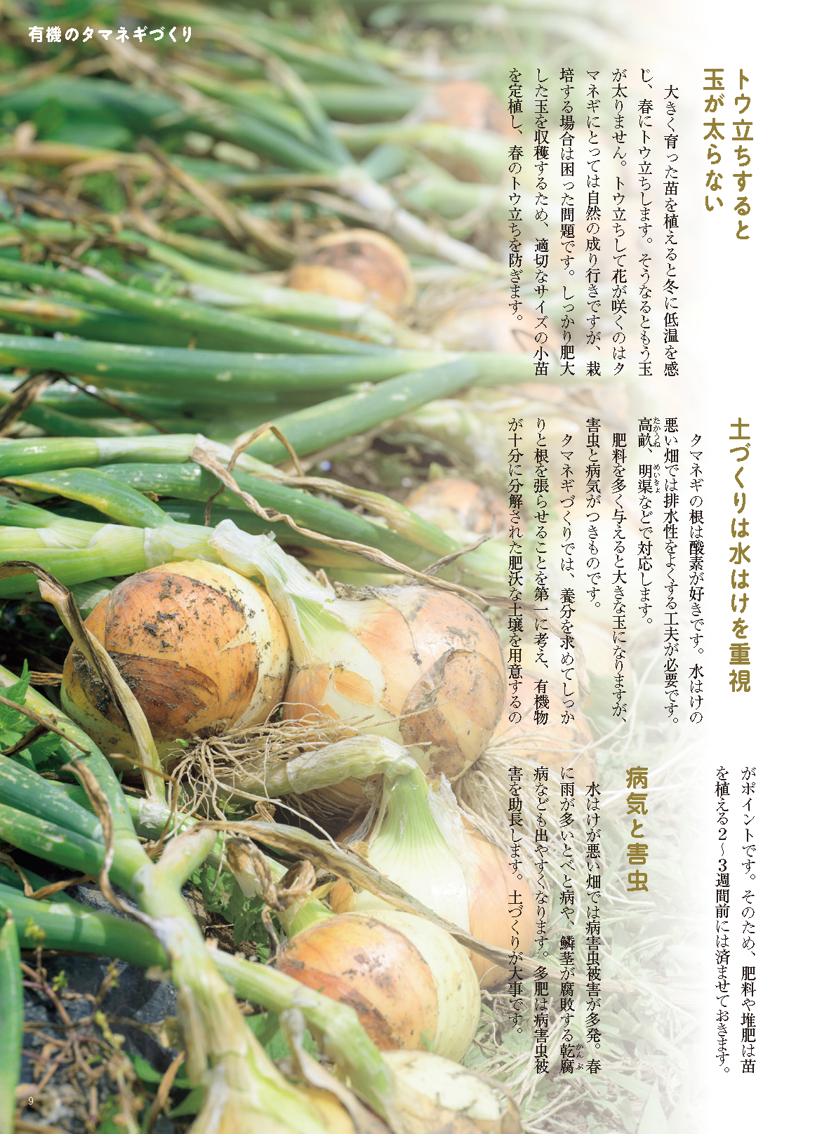【書籍】野菜だより2022年9月秋号(112209)