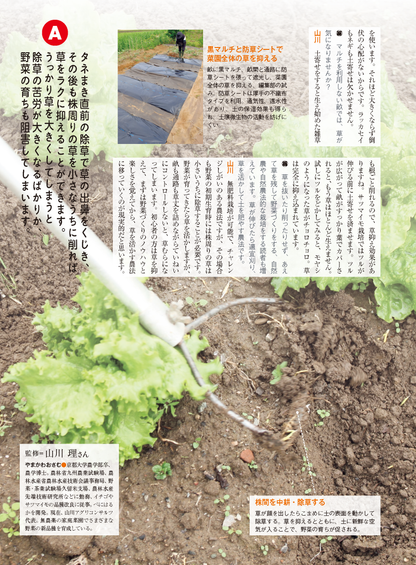 【電子版】野菜だより2023年11月冬号(112311)