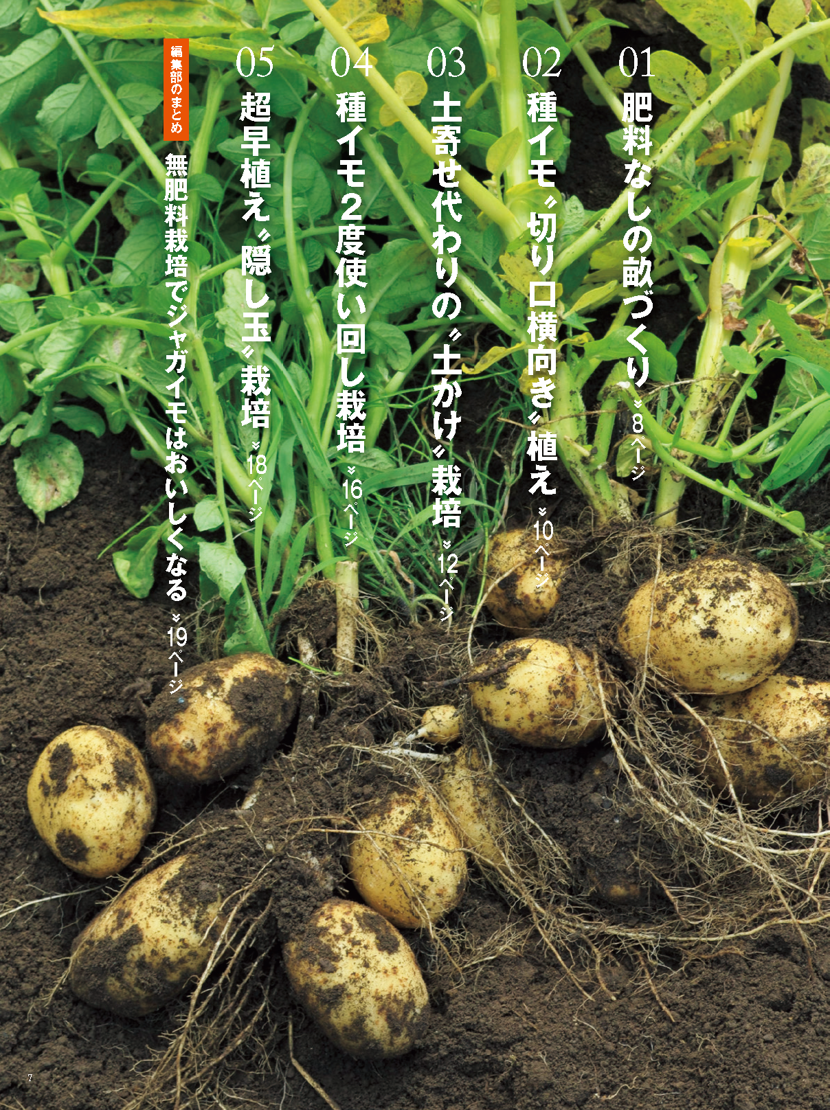 【書籍】野菜だより2023年1月新春号(112301)
