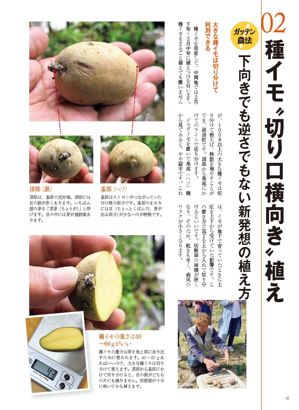 【書籍】野菜だより2023年1月新春号(112301)