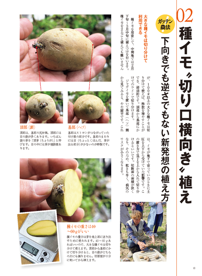 【書籍】野菜だより2023年1月新春号(112301)
