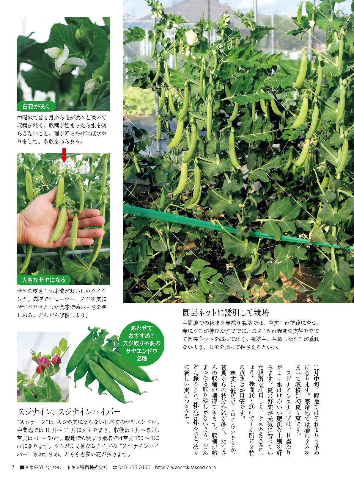 【書籍】野菜だより2024年11月冬号(112411)