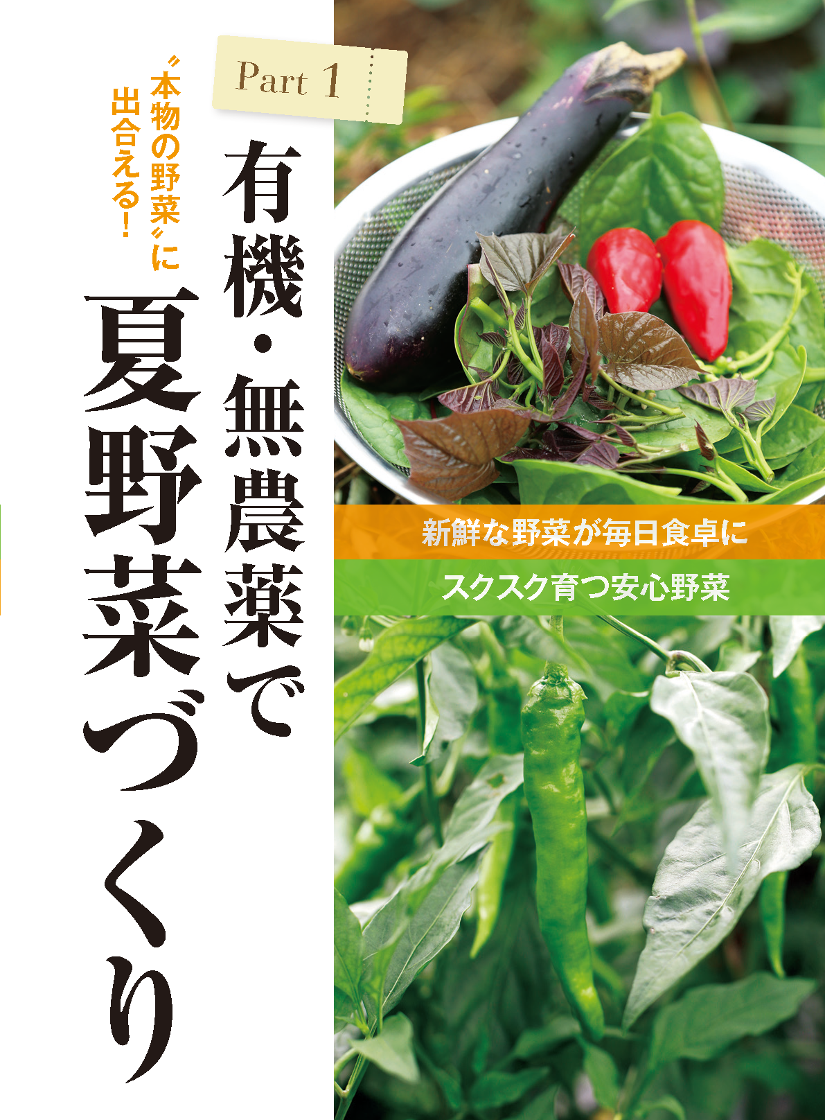 【電子版】夏野菜づくり 超基本とコツのコツ 2024年版（野菜だより2024年4月号増刊）(122404)