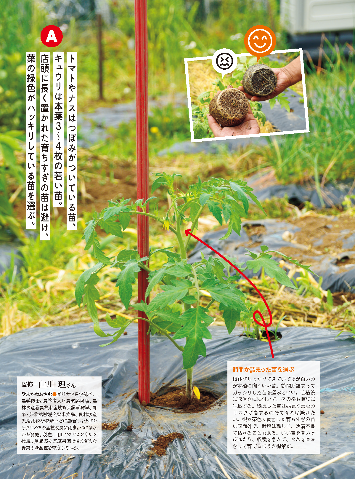 【書籍】野菜だより2024年5月初夏号(112405)