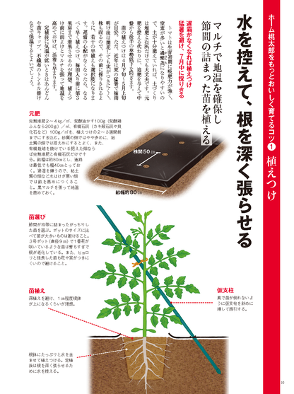 【書籍】野菜だより2024年5月初夏号(112405)