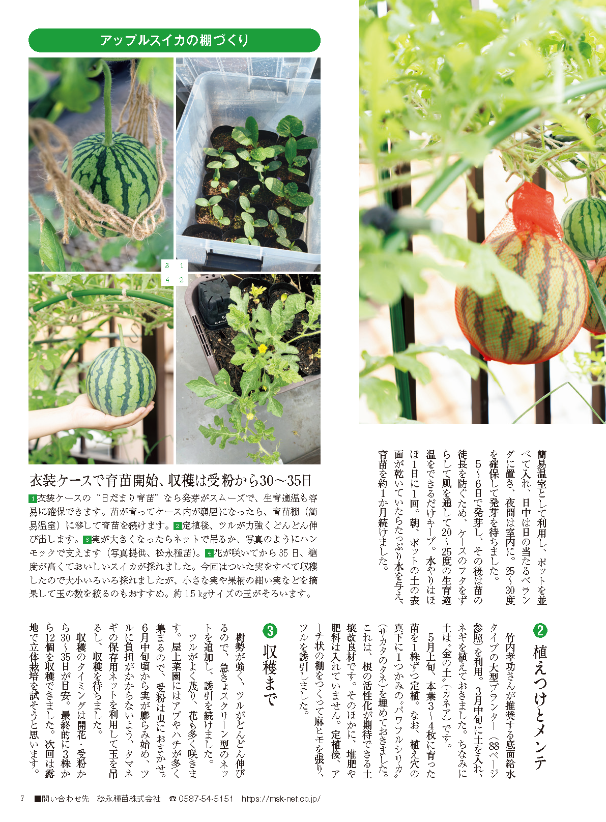 【書籍】野菜だより2025年1月新春号(112501)
