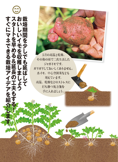 【書籍】野菜だより2025年1月新春号(112501)