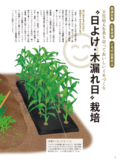 【書籍】野菜だより2025年1月新春号(112501)