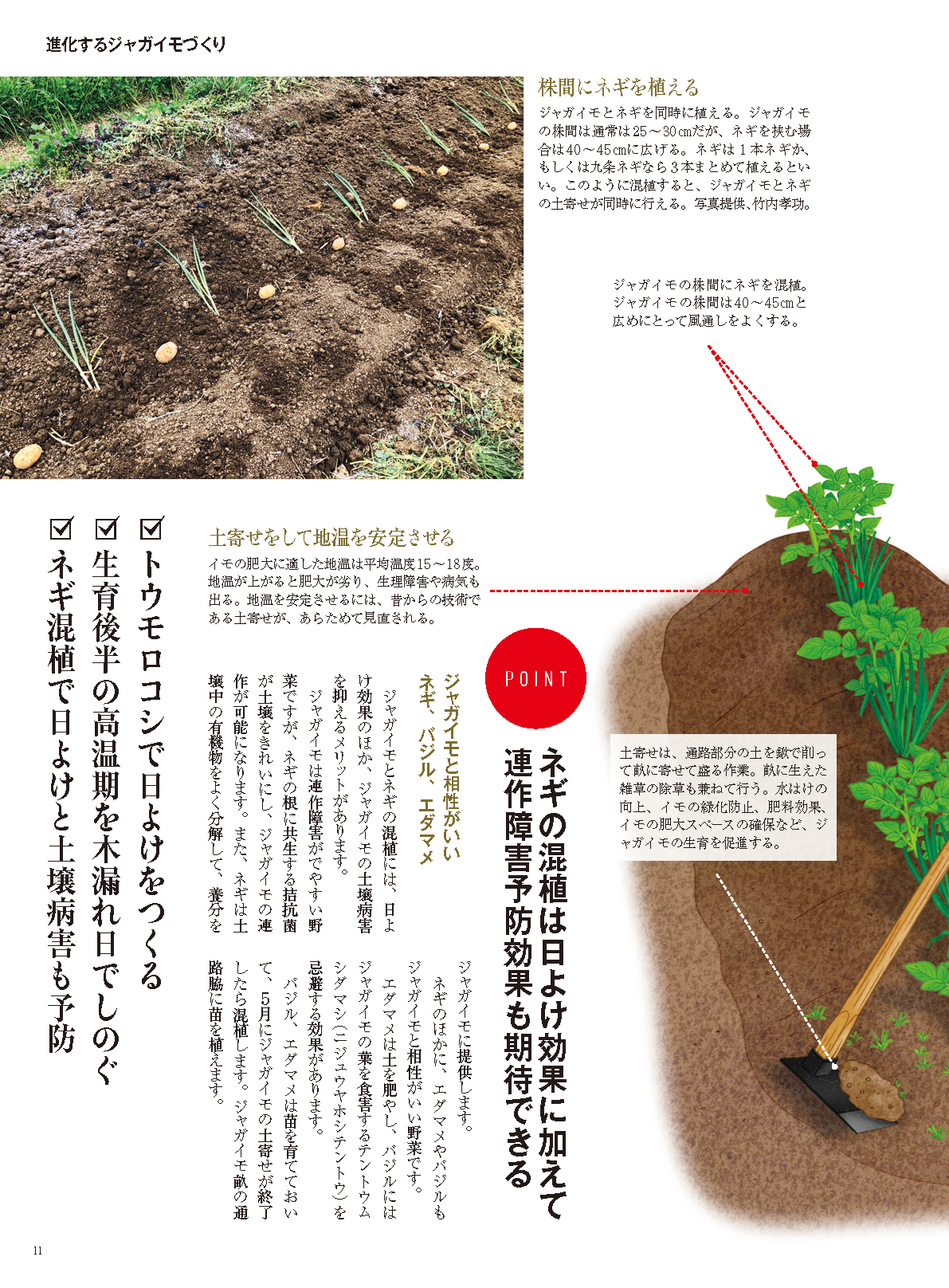 【書籍】野菜だより2025年1月新春号(112501)