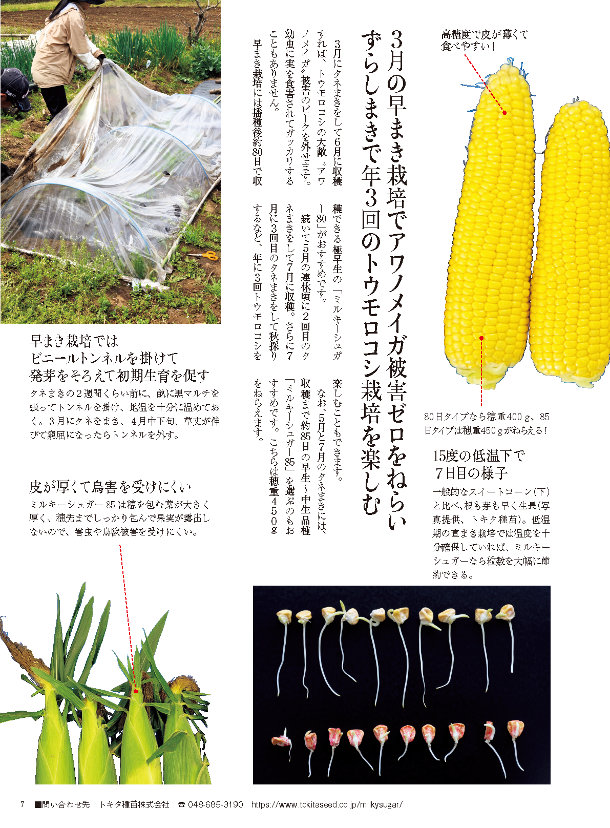 【書籍】野菜だより2025年3月春号(112503)
