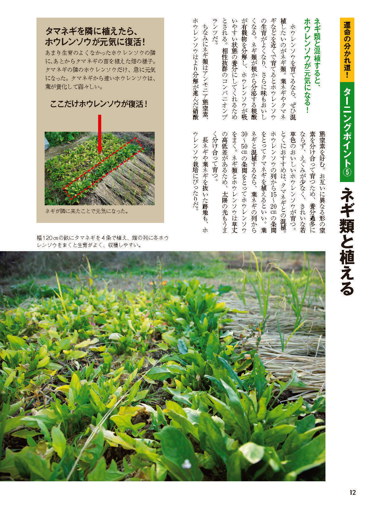 【書籍】野菜だより2026年11月冬号(112611)