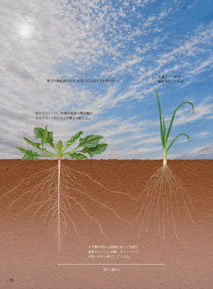 【書籍】野菜だより2026年11月冬号(112611)
