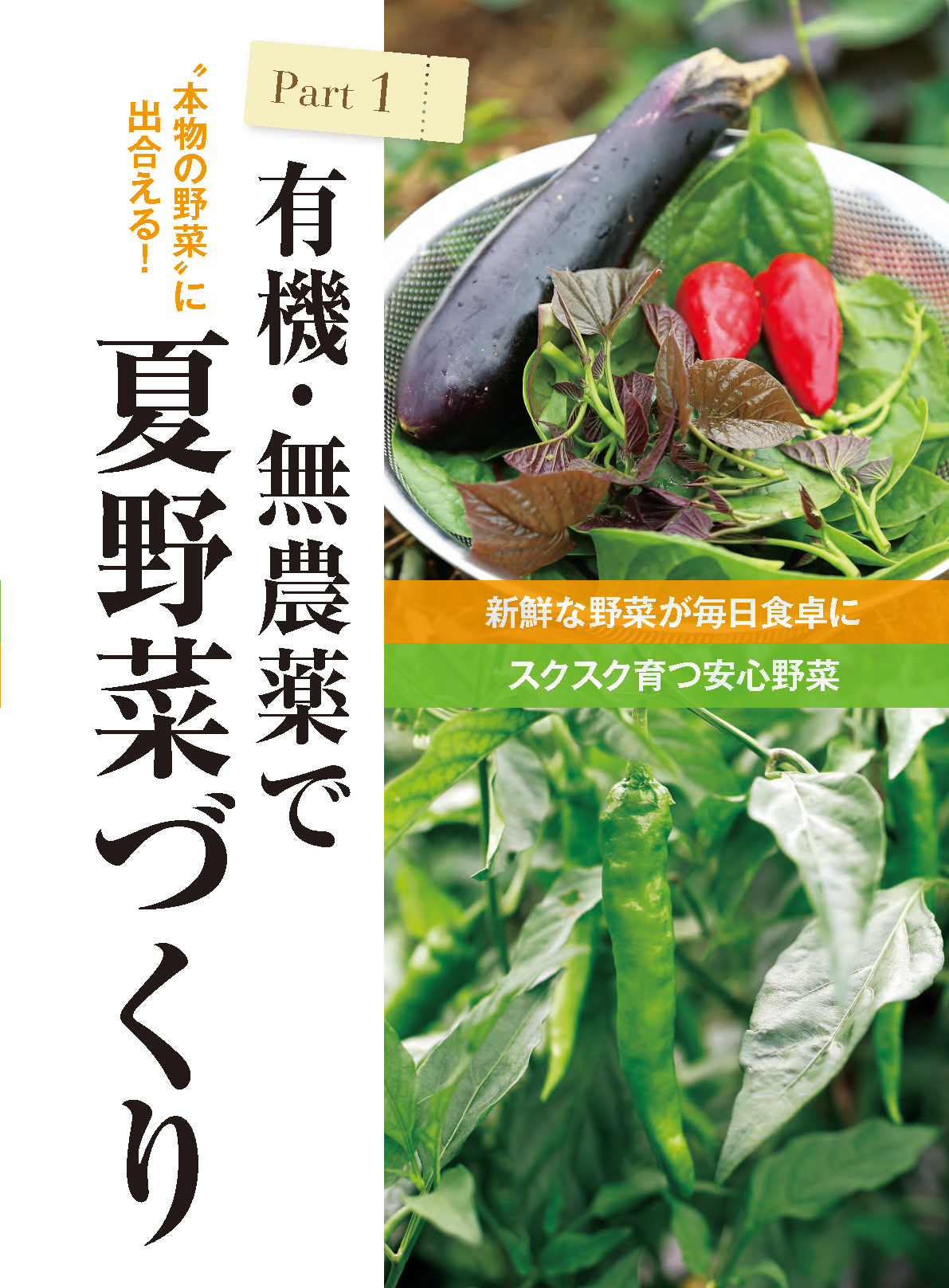 【書籍】夏野菜づくり超基本とコツのコツ2026年版（野菜だより2026年4月号増刊）(122604)