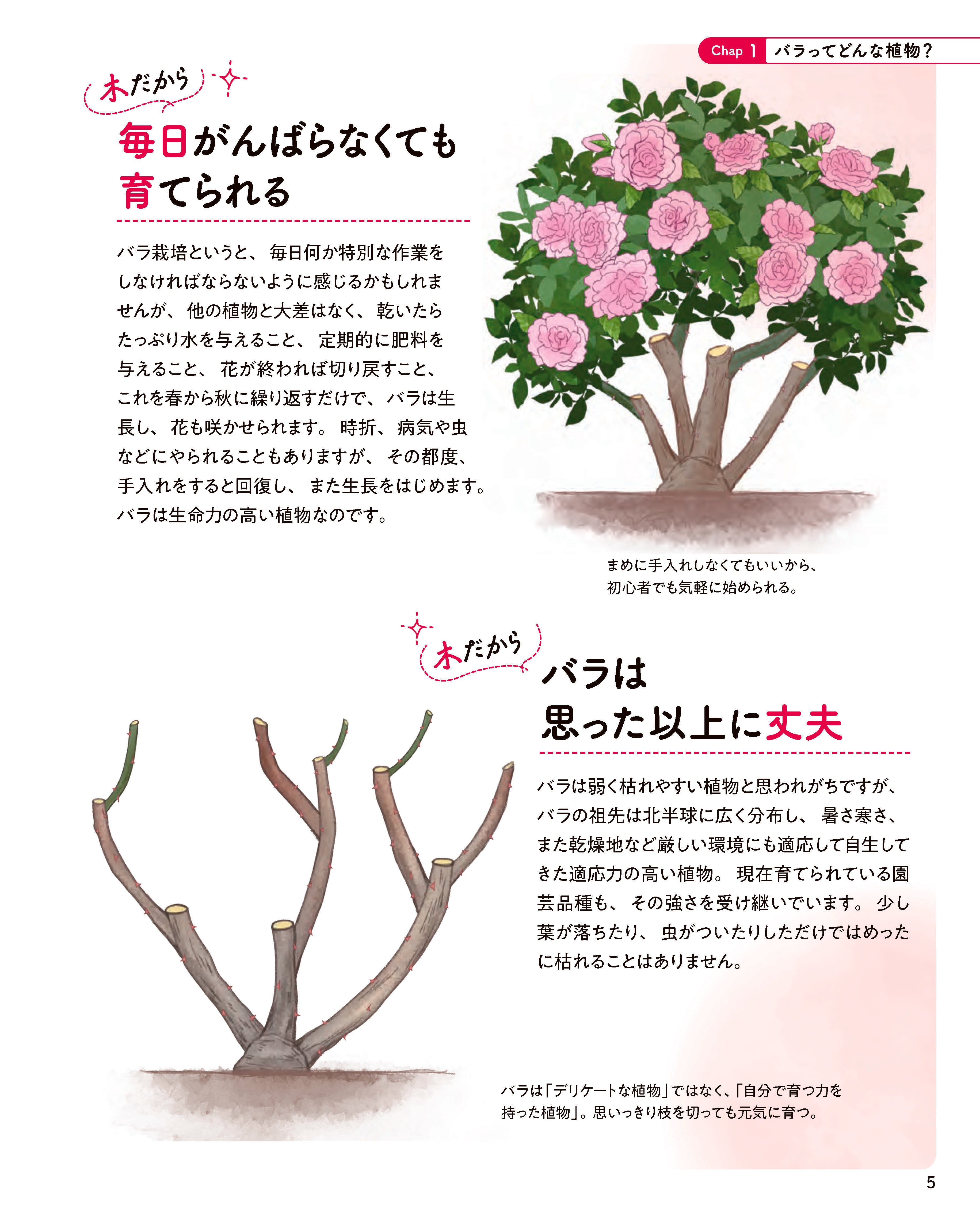 バラと暮らす365日｜小山内健監修・初心者向け栽培・月別お手入れ