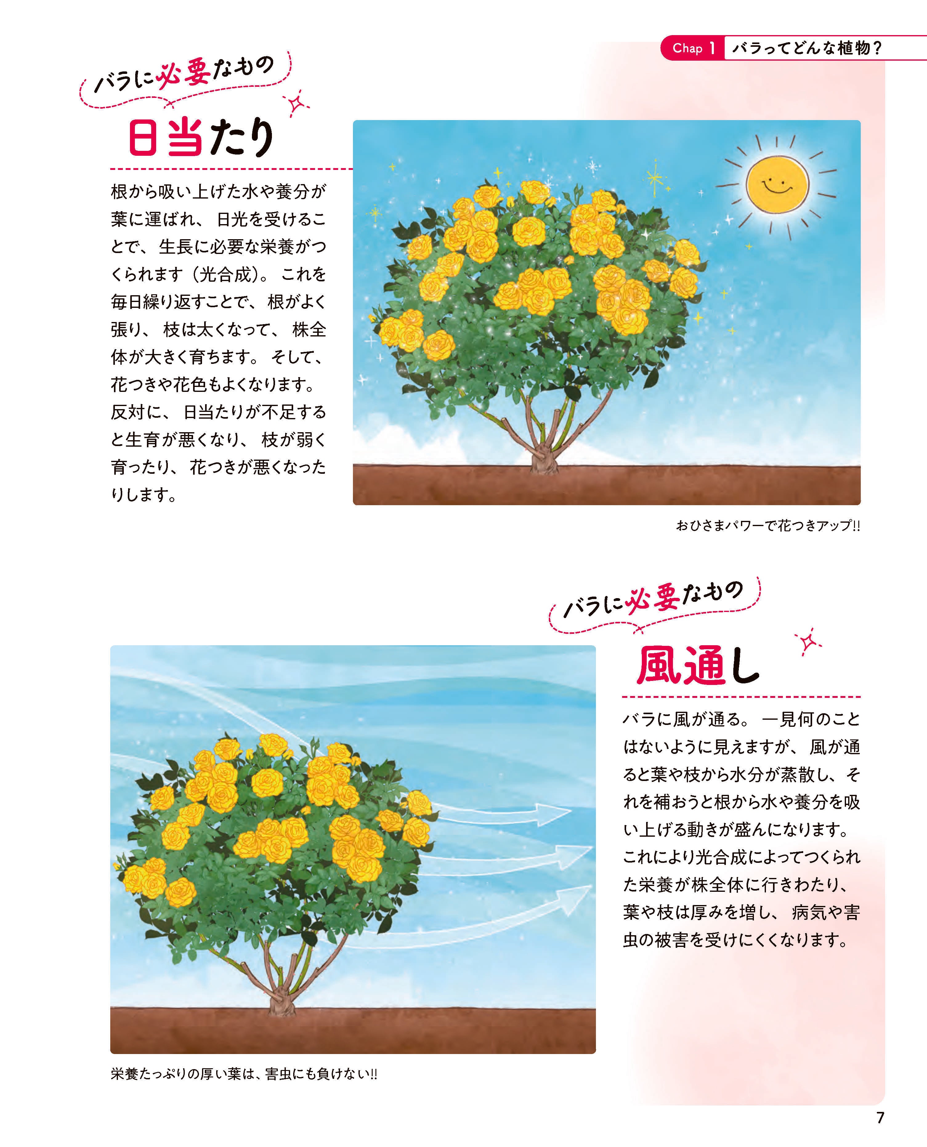 バラと暮らす365日｜小山内健監修・初心者向け栽培・月別お手入れ