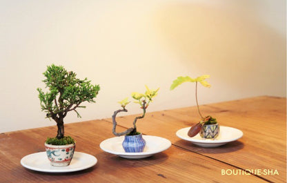 【書籍】つくる・育てる・飾る！超ミニ盆栽 新装版(K16)