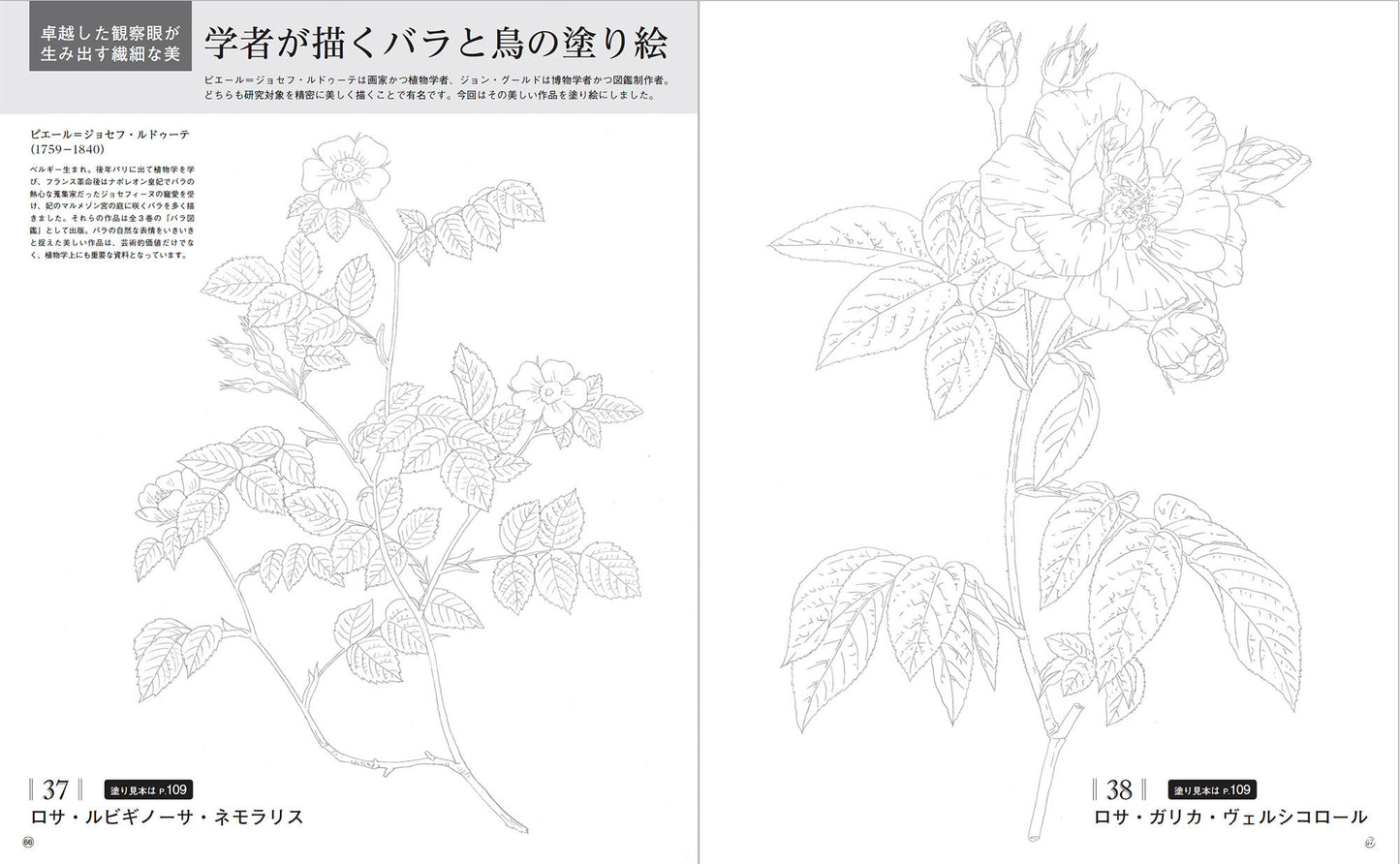 【書籍】癒しの塗り絵BOOK vol.2(M1628)