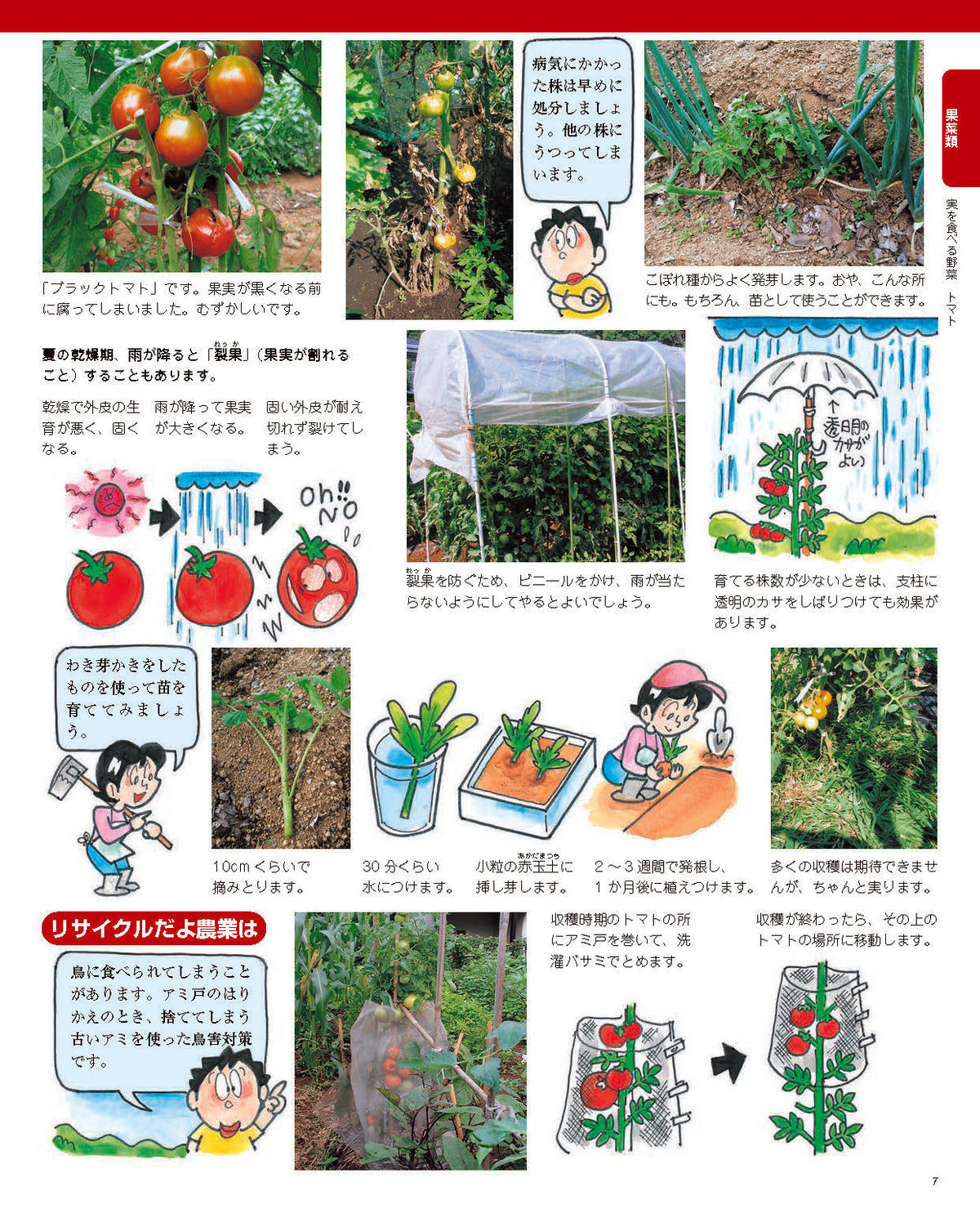 【書籍】増補改訂版 まんがと写真でよくわかる 野菜をつくろう！(M1839)