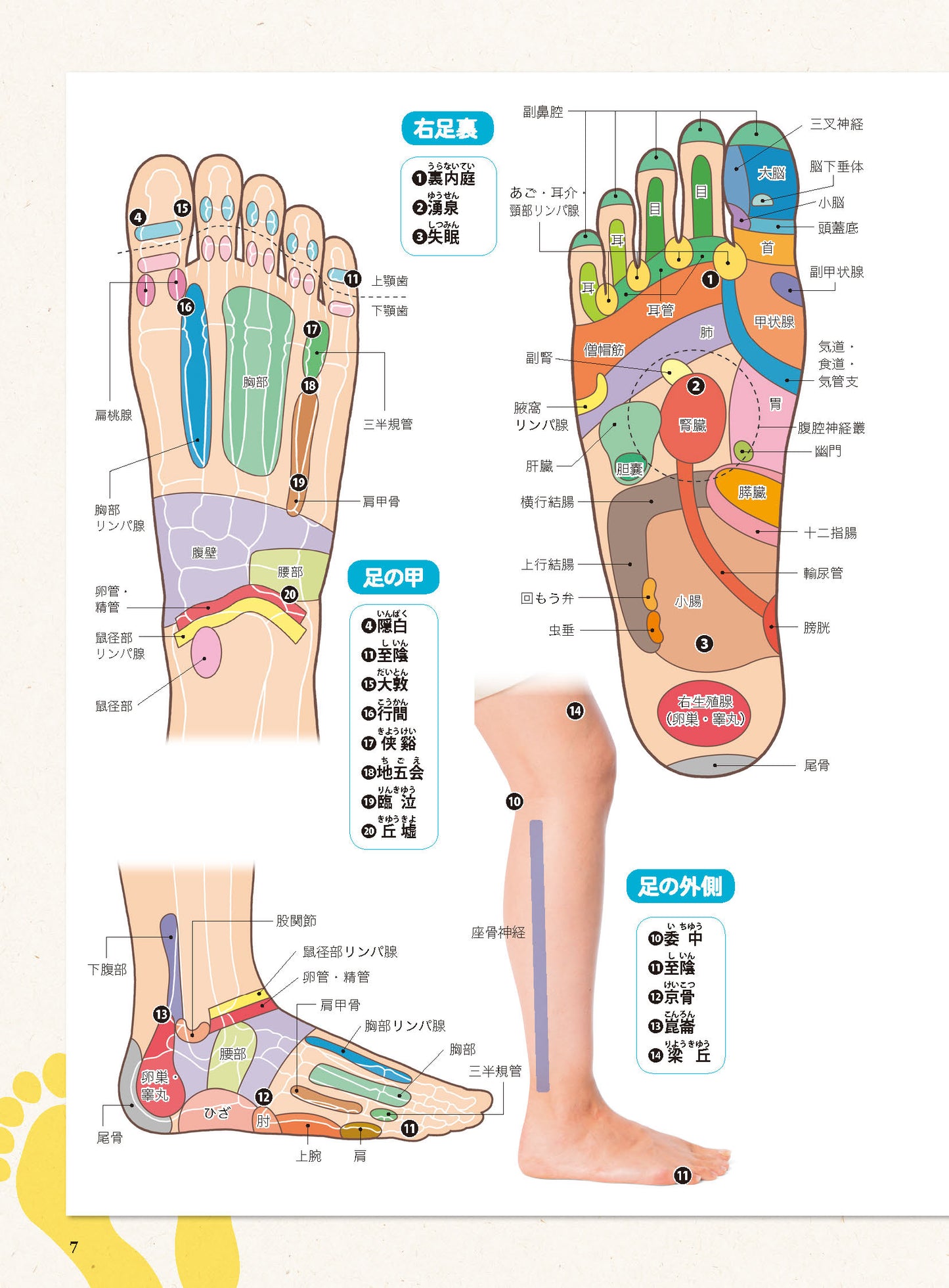 【書籍】足の裏もみで病気が治る！痛みが消える！新装版(M1864)