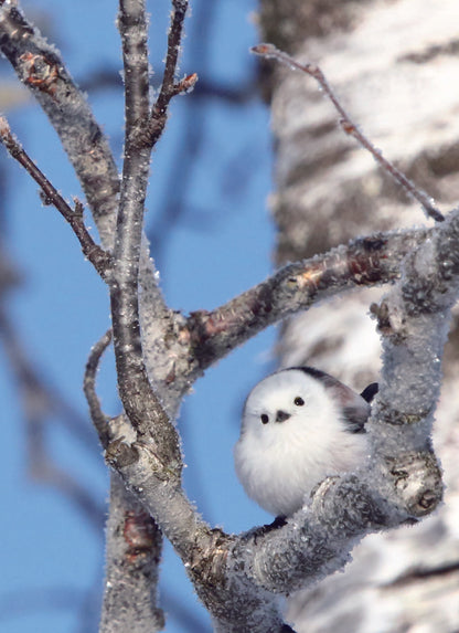 【書籍】心が軽くなる シマエナガのことば(M1913)