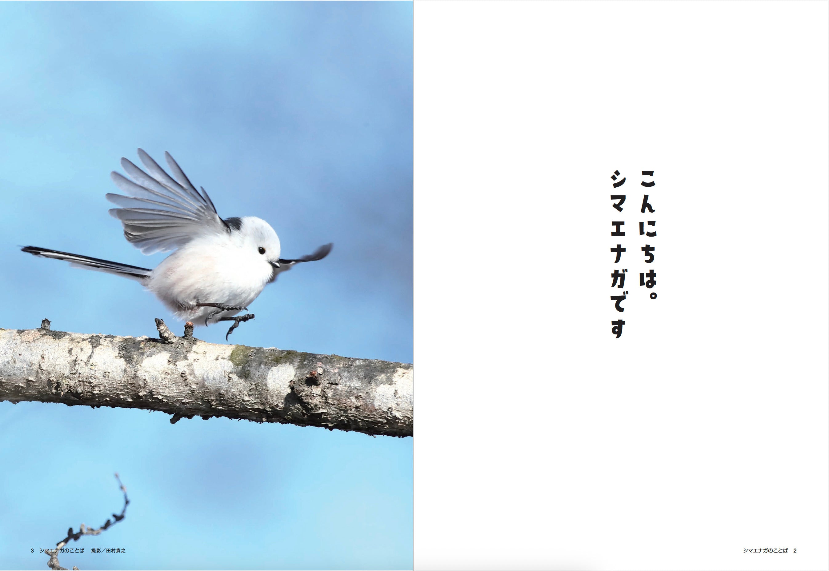 書籍】心が軽くなる シマエナガのことば(M1913) – ブティック社 公式