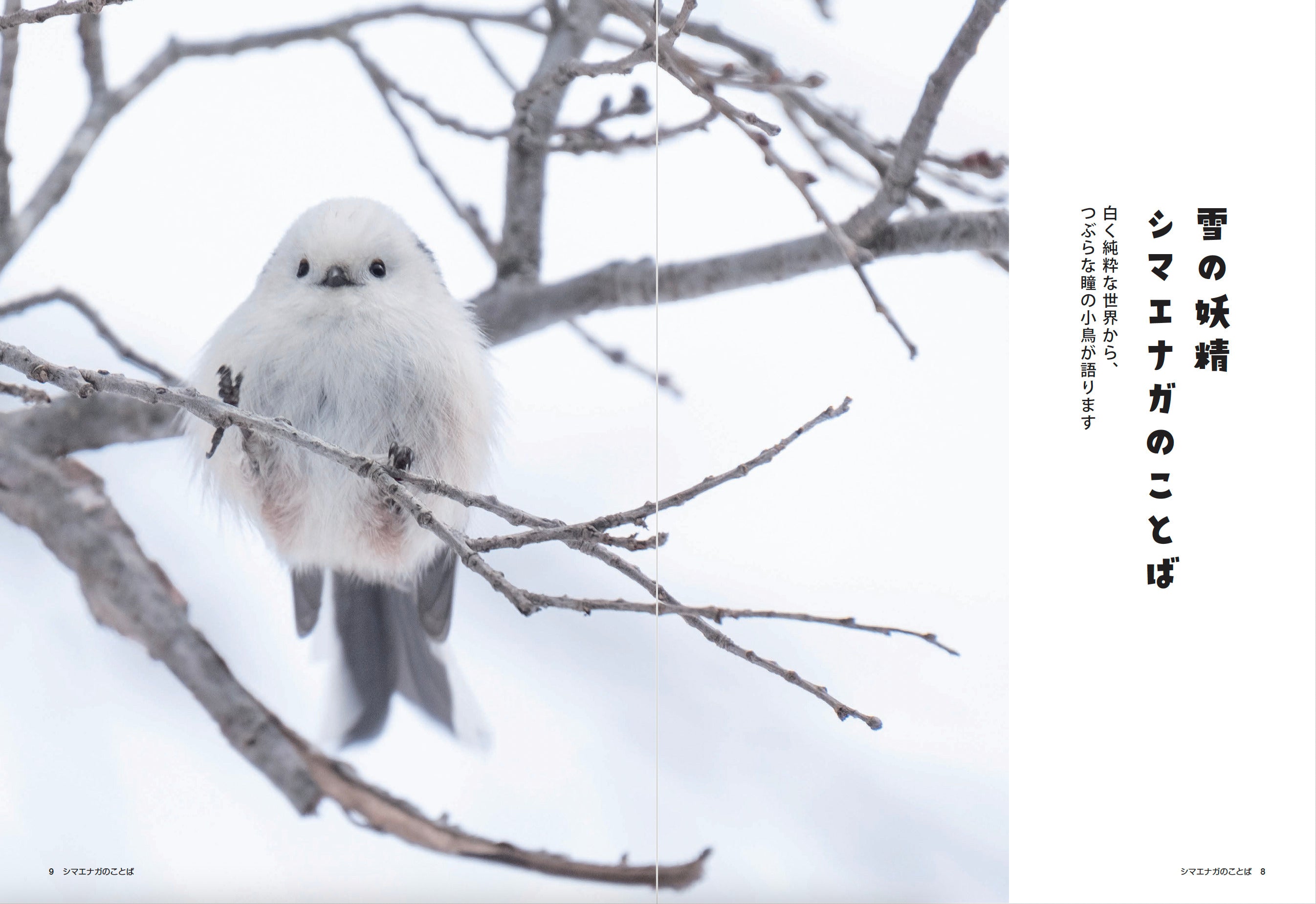 書籍】心が軽くなる シマエナガのことば(M1913) – ブティック社 公式