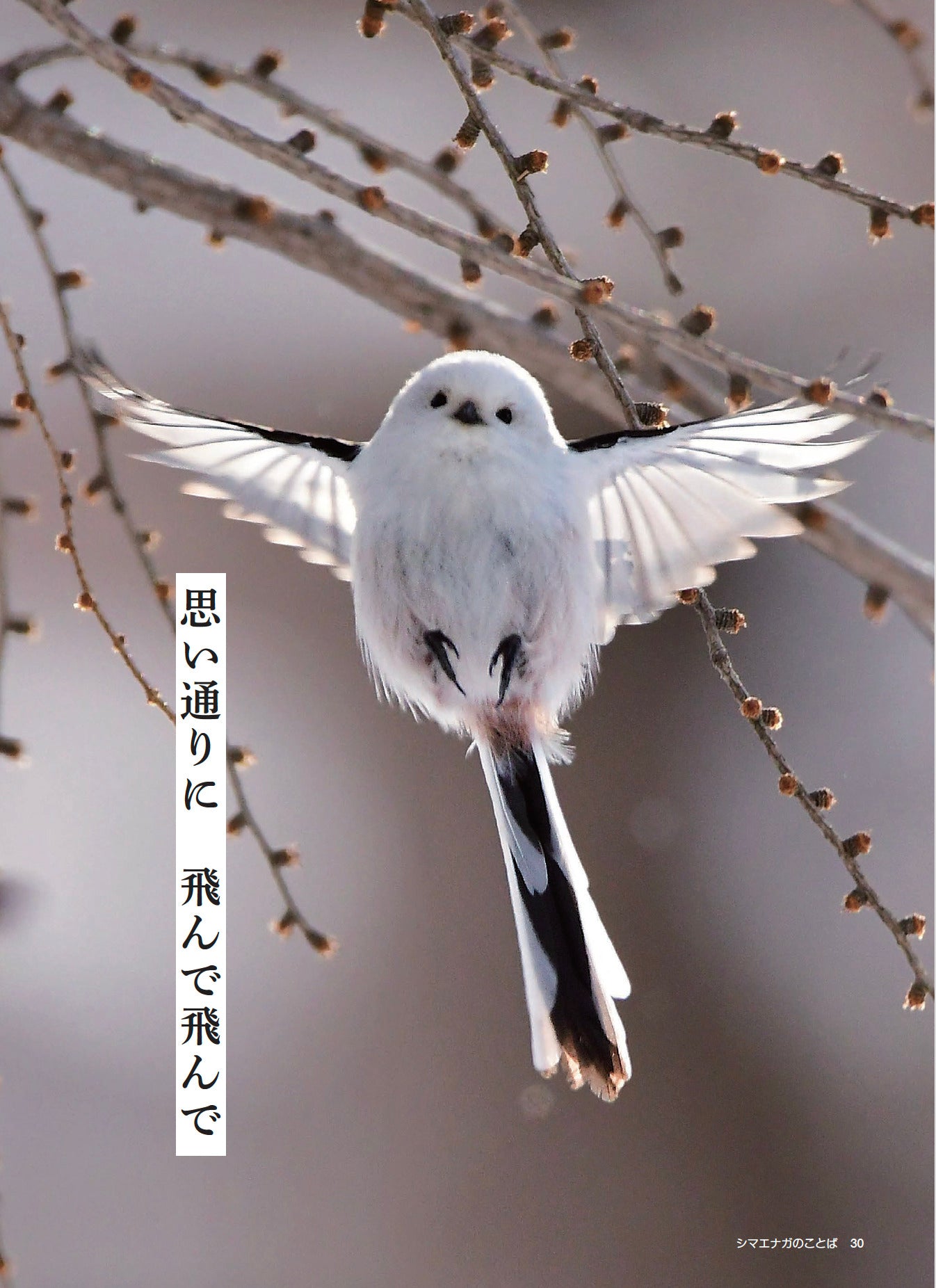 【書籍】心が軽くなる シマエナガのことば(M1913)