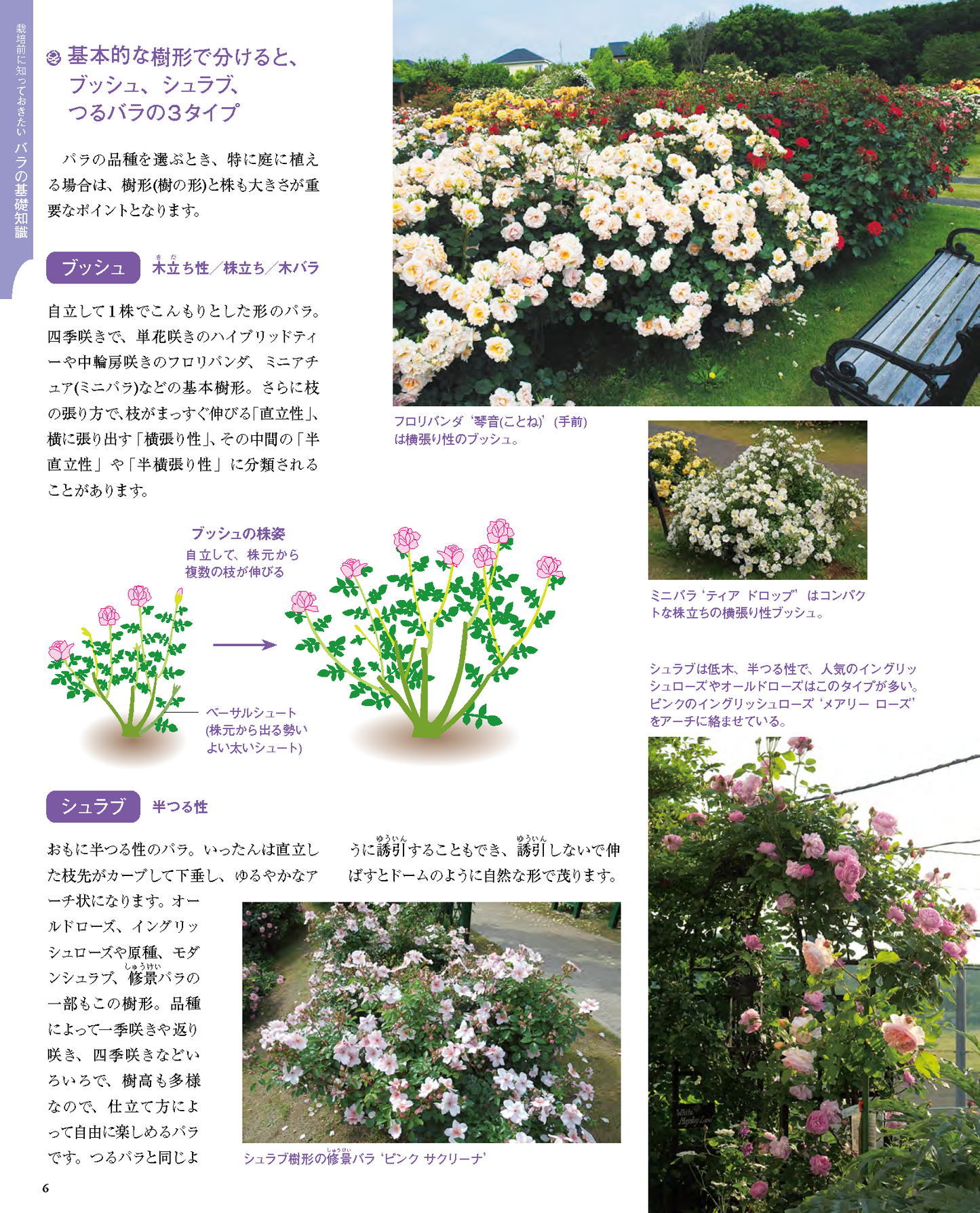 【書籍】増補改訂版　プロが教える バラのすべて(M1960)