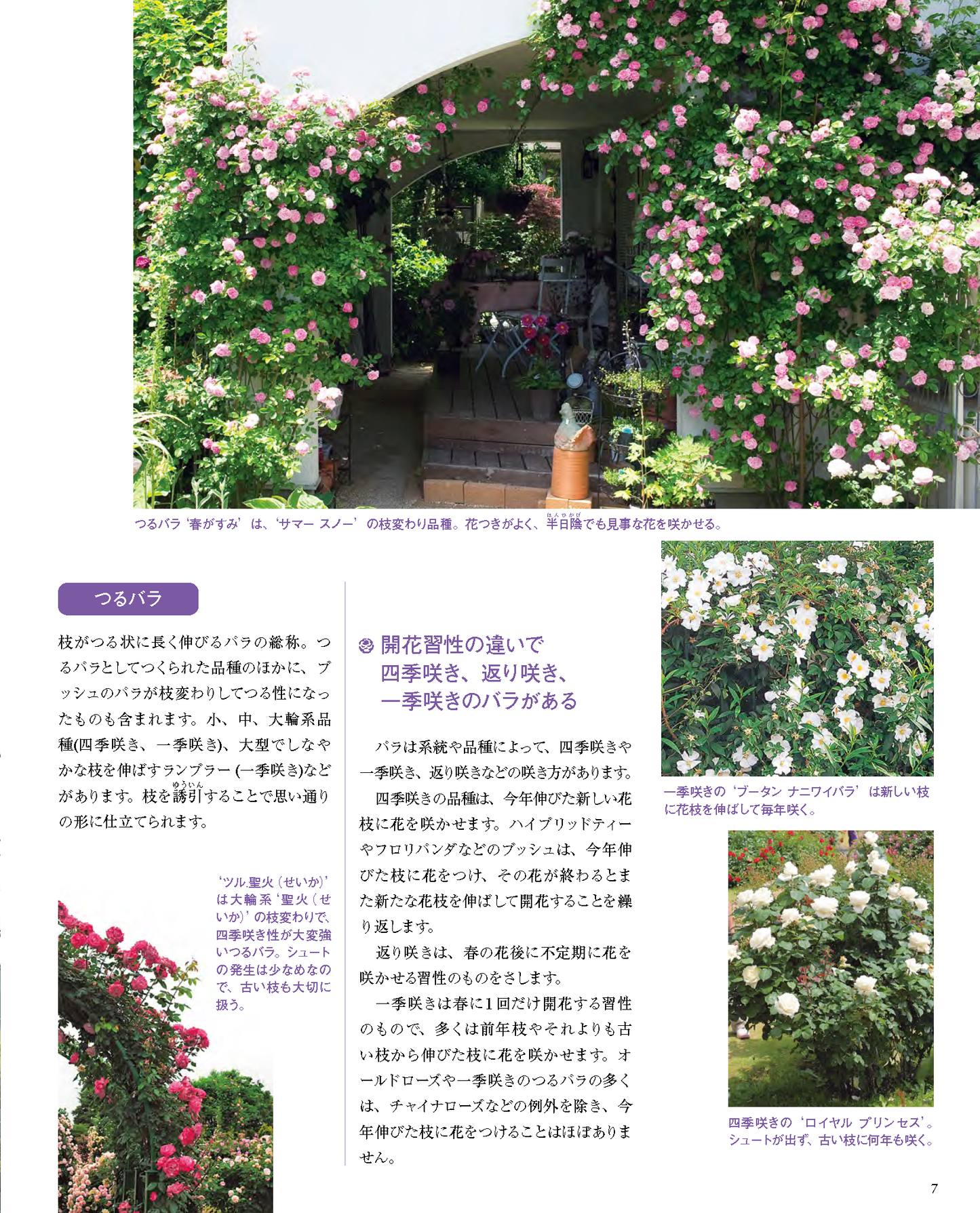 【書籍】増補改訂版　プロが教える バラのすべて(M1960)