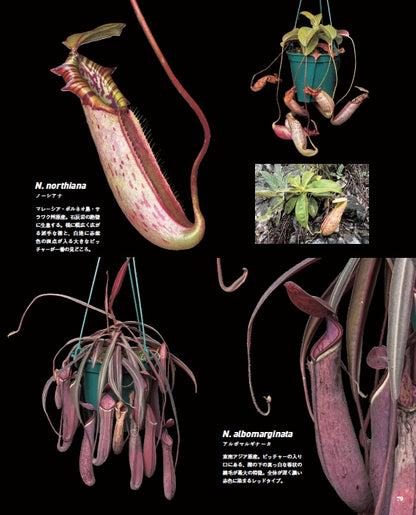 【書籍】珍奇植物図鑑 超造形植物グラフ(M1949)